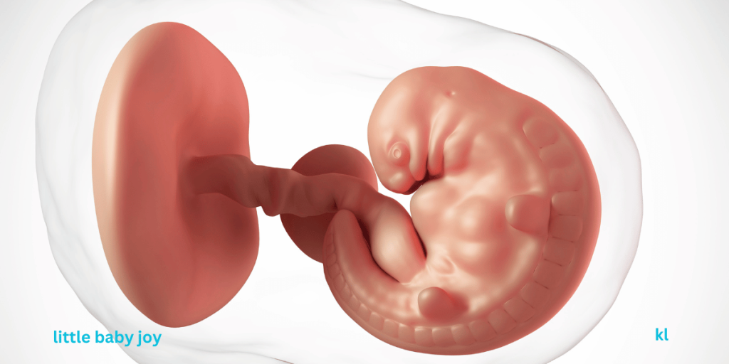 First-Trimester Survival Guide: What to Expect Week by Week