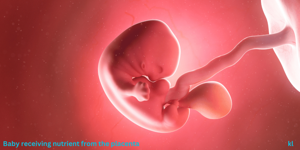 First-Trimester Survival Guide: What to Expect Week by Week