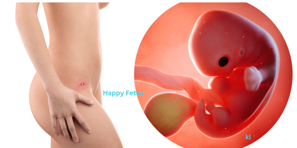 Happy Feus
Fetal development: Conception to delivery in 40 weeks

